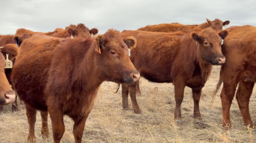 440 head of complete Red Angus bred cows-BC1000